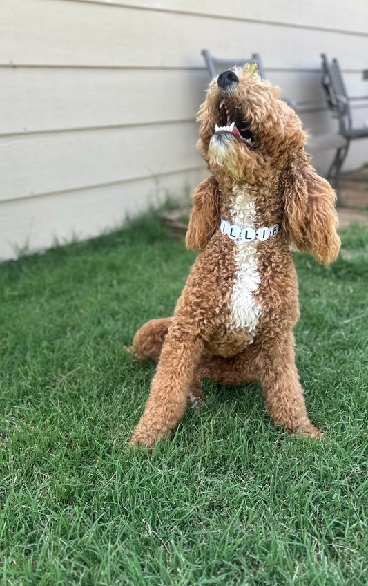 Custom Jumbo Letter Bead Dog Collar